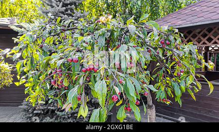 Natur- und Landhausdesign. Bäume beschneiden, die Natur für den Winter vorbereiten. Nadelbäume und Obstpflanzen. Selektiver Fokus. Stockfoto
