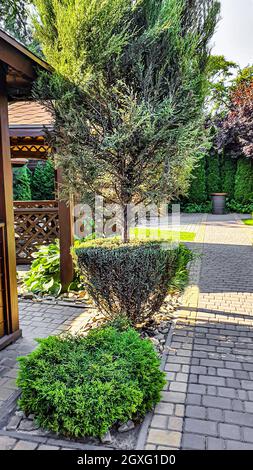 Natur- und Landhausdesign. Bäume beschneiden, die Natur für den Winter vorbereiten. Nadelbäume und Obstpflanzen. Selektiver Fokus. Stockfoto