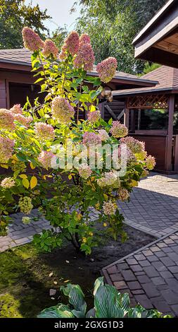 Natur- und Landhausdesign. Bäume beschneiden, die Natur für den Winter vorbereiten. Nadelbäume und Obstpflanzen. Selektiver Fokus. Stockfoto