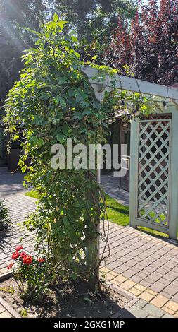 Natur- und Landhausdesign. Bäume beschneiden, die Natur für den Winter vorbereiten. Nadelbäume und Obstpflanzen. Selektiver Fokus. Stockfoto