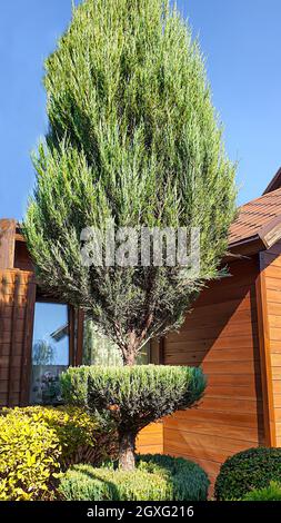 Natur- und Landhausdesign. Bäume beschneiden, die Natur für den Winter vorbereiten. Nadelbäume und Obstpflanzen. Selektiver Fokus. Stockfoto