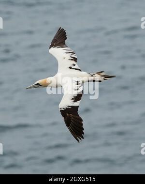 Juvenile Nördliche Gannet (Morus Bassanus) Stockfoto