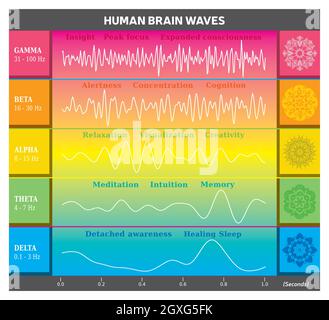 Menschliches Gehirnwellendiagramm in Regenbogenfarben mit Erklärungen - Alpha Beta Gamma Theta Delta Frequenzen und Mandalas Stock Vektor