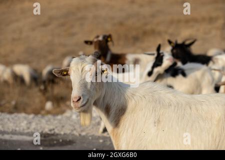 Die Bergstraße des Llogara-Passes (Qafa e Llogarasë) verbindet das Dukat-Tal im Norden mit der albanischen Riviera auf der Südseite, Albanien, dem Balkan. Stockfoto