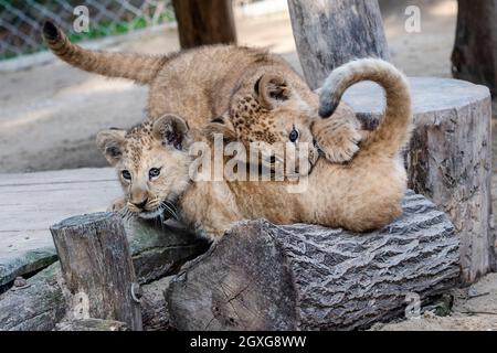 Zwei am 20. Juli geborene Barbaren Löwen (Panthera leo leo) werden am 5. Oktober 2021 im Safaripark Dvur Kralove in Dvur Kralove nad Labem, Tschechien, gesehen. (CTK-Foto/David Tanecek) Stockfoto