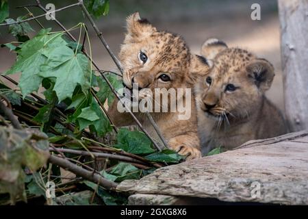 Zwei am 20. Juli geborene Barbaren Löwen (Panthera leo leo) werden am 5. Oktober 2021 im Safaripark Dvur Kralove in Dvur Kralove nad Labem, Tschechien, gesehen. (CTK-Foto/David Tanecek) Stockfoto