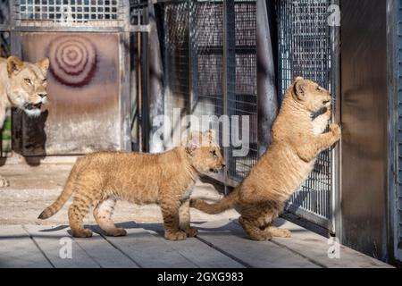 Zwei am 20. Juli geborene Barbaren-Löwen (Panthera leo leo) und ihre Mutter Khalila werden am 5. Oktober 2021 im Safaripark Dvur Kralove nad Labem in der Tschechischen Republik gesehen. (CTK-Foto/David Tanecek) Stockfoto