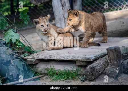 Zwei am 20. Juli geborene Barbaren Löwen (Panthera leo leo) werden am 5. Oktober 2021 im Safaripark Dvur Kralove in Dvur Kralove nad Labem, Tschechien, gesehen. (CTK-Foto/David Tanecek) Stockfoto