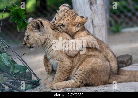 Zwei am 20. Juli geborene Barbaren Löwen (Panthera leo leo) werden am 5. Oktober 2021 im Safaripark Dvur Kralove in Dvur Kralove nad Labem, Tschechien, gesehen. (CTK-Foto/David Tanecek) Stockfoto