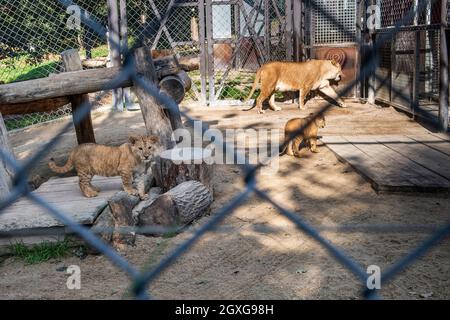 Zwei am 20. Juli geborene Barbaren-Löwen (Panthera leo leo) und ihre Mutter Khalila werden am 5. Oktober 2021 im Safaripark Dvur Kralove nad Labem in der Tschechischen Republik gesehen. (CTK-Foto/David Tanecek) Stockfoto