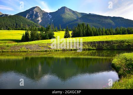 Die beiden höchsten Berge der Belianske Tatra, Havran und Zdiarska vidla, in der Abendsonne. Eine gelbe Blumenwiese und ein Teich davor. Stockfoto