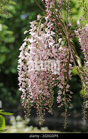 Pink Japanese Wisteria floribunda Sorte rosea blüht auf hängenden Renntieren mit einem dunklen Hintergrund aus Blättern. Stockfoto