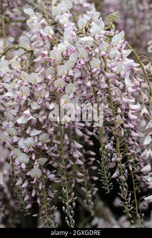 Pink Japanese Wisteria floribunda Variety rosea blüht auf hängenden Renntieren mit einem dunklen Hintergrund aus Blättern und Blüten. Stockfoto