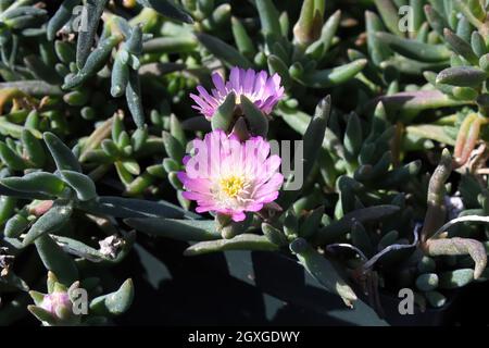 Nahaufnahme der Blumen auf der nachlaufenden Eispflanze Lampranthus. Stockfoto