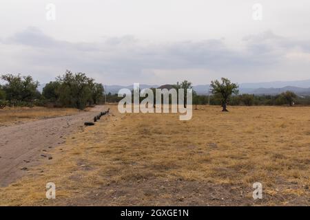 Trockenes Grasfeld unter bewölktem Himmel und mit Bäumen und Teotihuacan Pyramide als Hintergrund. Graue Skyline über trockener Vegetation in einsamer Gegend von Mexiko. Stockfoto