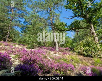 Lila Heidekraut in Blüte um die Felsen in dieser bewaldeten Landschaft, die typisch für Limousin ist. Frankreich Stockfoto