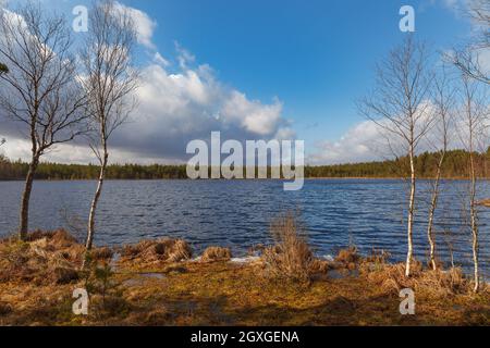 Sumpfsee mit kleinen Bäumen. Estland. Stockfoto