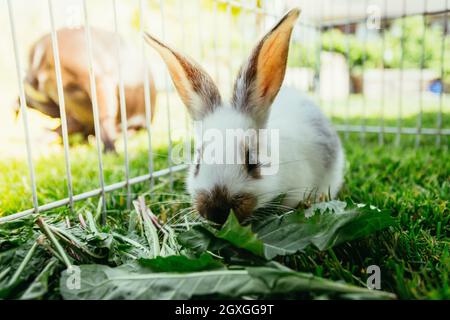 Süßes Häschen isst Salat in einem Outdoor-Gelände. Grünes Gras, Frühling. Stockfoto