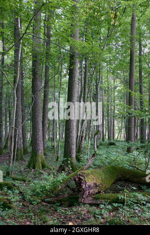 Alder Baum-Laub steht im Sommer mit totem Aschebaum im Vordergrund, Bialowieza-Wald, Polen, Europa Stockfoto