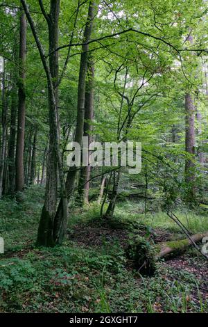 Alder Baum-Laub steht im Sommer mit totem Aschebaum im Vordergrund, Bialowieza-Wald, Polen, Europa Stockfoto