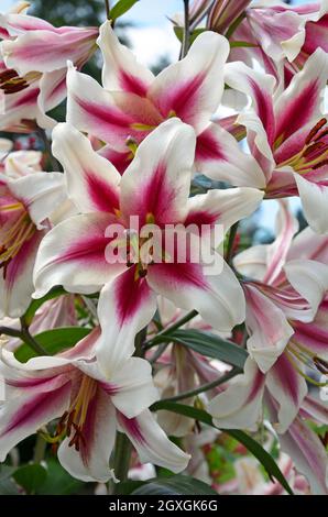 Schöne rosa und weiße Sterngucker-Lilie blühend Stockfoto