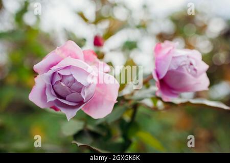 Lavendel lila Rose Novalis blüht im Sommergarten. Nahaufnahme der Blume. Kordes deutsche Auswahl Stockfoto