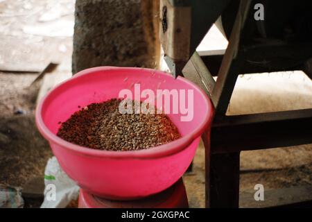 Kaffeebohnen Mahlprozess. Trennen Sie die Kaffeehälse von den Bohnen mit traditionellen Werkzeugen. Home Industrie Kaffee machen Stockfoto