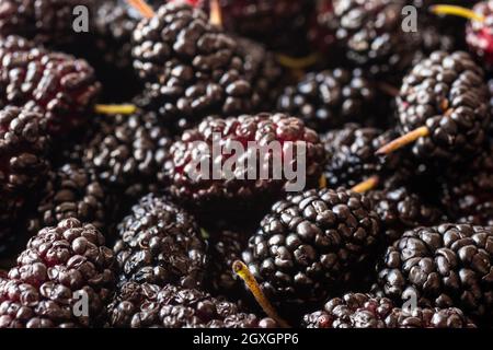 Frische Maulbeeren Hintergrund. Textur Maulbeeren Nahaufnahme. Verschiedene frische Sommerfrüchte. Hintergrund von Maulbeeren. Stockfoto