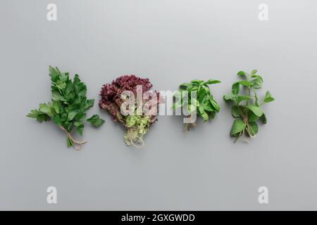 Gartenarbeit und gesundes Esskonzept mit verschiedenen Kräutern und Salat Blätter auf grauem Hintergrund Stockfoto