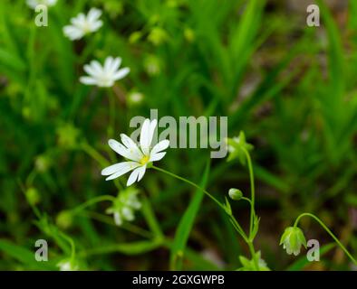 Weiße Blumen mit Wassertropfen, weiße Blumen mit grünem Hintergrund, Stockfoto