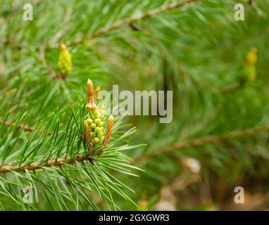 Ein grüner natürlicher Hintergrund mit Nahaufnahme eines Astes der Kiefernblüte am Wald an sonnigen Tag. Junge Kiefernknospen. Blühende Zweige der Schotten p Stockfoto