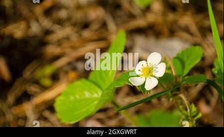 Frühlingsblühende Erdbeere wächst auf dem Bett. Sommer weiße Erdbeerblume. Stockfoto