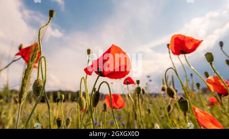 Mohnblumen vor einem Getreidefeld bei schönem Sonnenschein, Deutschland. Stockfoto