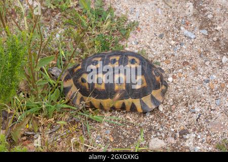 Südafrikanische Tierwelt: Rotbauch-Schildkröte (Chersina angulata) in einem natürlichen Lebensraum in der Nähe von Barrydale im westlichen Kap von Südafrika Stockfoto