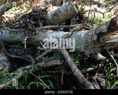 Kakao oder Kakao in der Plantage in Indonesien. Stockfoto