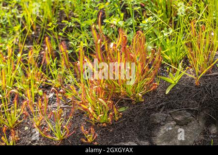 Fleischfressende Pflanzen: Der Kap-Sonnentau (Drosera capensis), der in natürlichem Lebensraum bei Barrydale im westlichen Kap von Südafrika gesehen wird Stockfoto