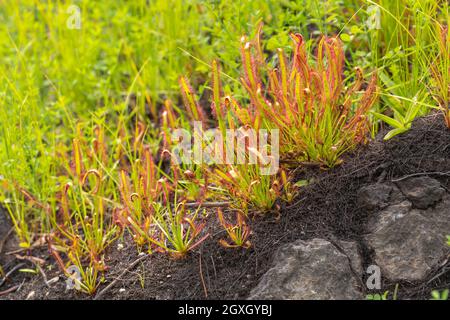 Große Kolonie von Drosera capensis, einer fleischfressenden Pflanze, gesehen in der Nähe von Barrydale im westlichen Kap von Südafrika Stockfoto