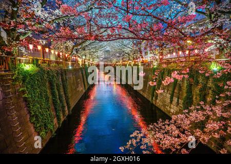 Kirschblüte am Meguro-Kanal in der Dämmerung in Tokio, Japan Stockfoto
