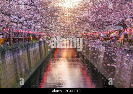 Kirschblüte am Meguro-Kanal in der Dämmerung in Tokio, Japan Stockfoto