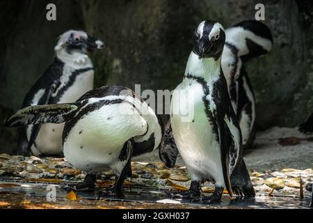 Von Humboldt-Pinguin steht auf dem Felsen Bild. Aufnahmeort: Singapur Stockfoto