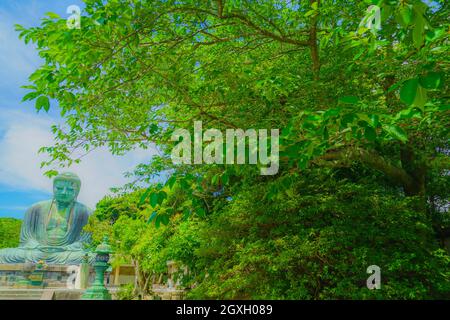 Frühsommer des Großen Buddha von Kamakura, der in frisches Grün gehüllt war. Aufnahmeort: Kamakura, Präfektur Kanagawa Stockfoto