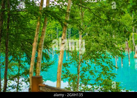 Blauer Teich, der wie ein Wald aussieht (Hokkaido Biei-Cho). Drehort: Hokkaido Biei-Cho Stockfoto