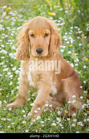 Kleiner Cocker Spaniel Hund mit einem schönen blonden Haar an Das grüne Gras Stockfoto