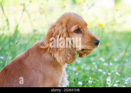 Kleiner Cocker Spaniel Hund mit einem schönen blonden Haar an Das grüne Gras Stockfoto