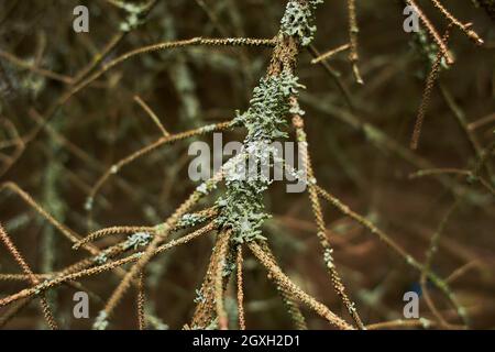 Blättrige Lichen auf Tannenzweig Stockfoto
