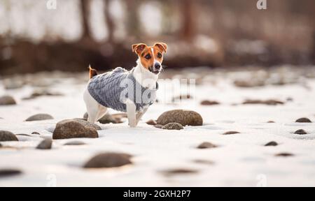 Die kleine Jack Russell Terrier in ihrem gestrickten Wintermantel steht auf einem schneebedeckten Feld in der Nähe des Flusses, wenige Steine sichtbar, Blick von der Seite. Stockfoto