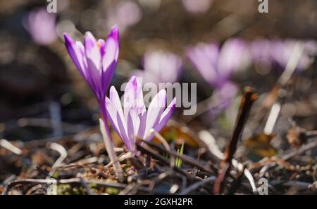 Die Sonne scheint auf der wilden violetten und gelben Iris Crocus heuffelianus verfärbt Blume. Stockfoto