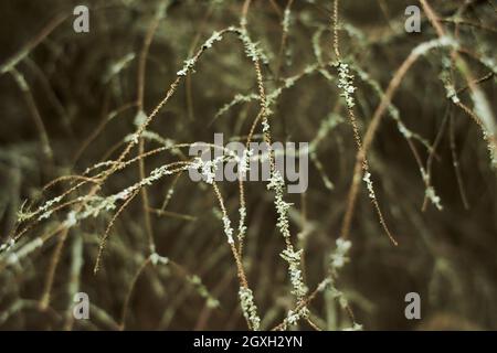 Blättrige Lichen auf Tannenzweig Stockfoto
