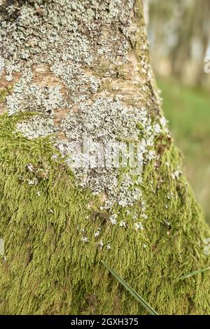 Moosiges timberland. Baumstämme moosig. Baumstamm grünes Moos. Moosiger Baumstamm auf dem Boden Stockfoto