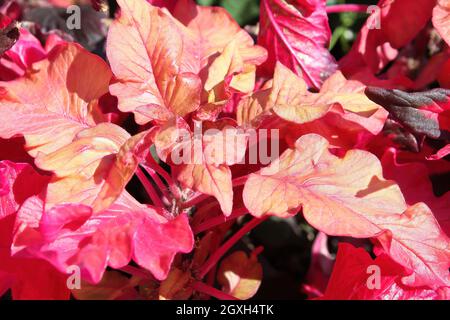 Makro aus Gold und rosa Blättern auf einer Amaranth-Pflanze. Stockfoto